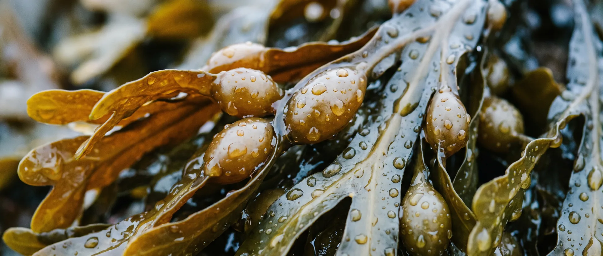 Бурая водоросль фукус крупным планом с каплями воды